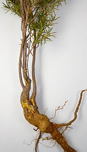 Ethonion cf. reichei, PL3847, non-emerged adult, in Pultenaea acerosa (PJL 3136) root crown gall, SL, 8.6 × 3.3 mm
